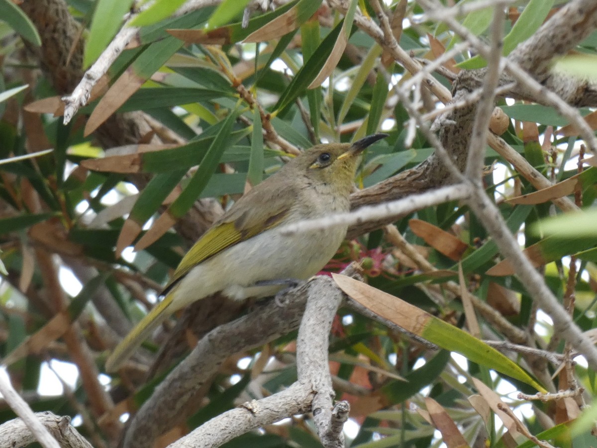 Brown Honeyeater - ML615647940