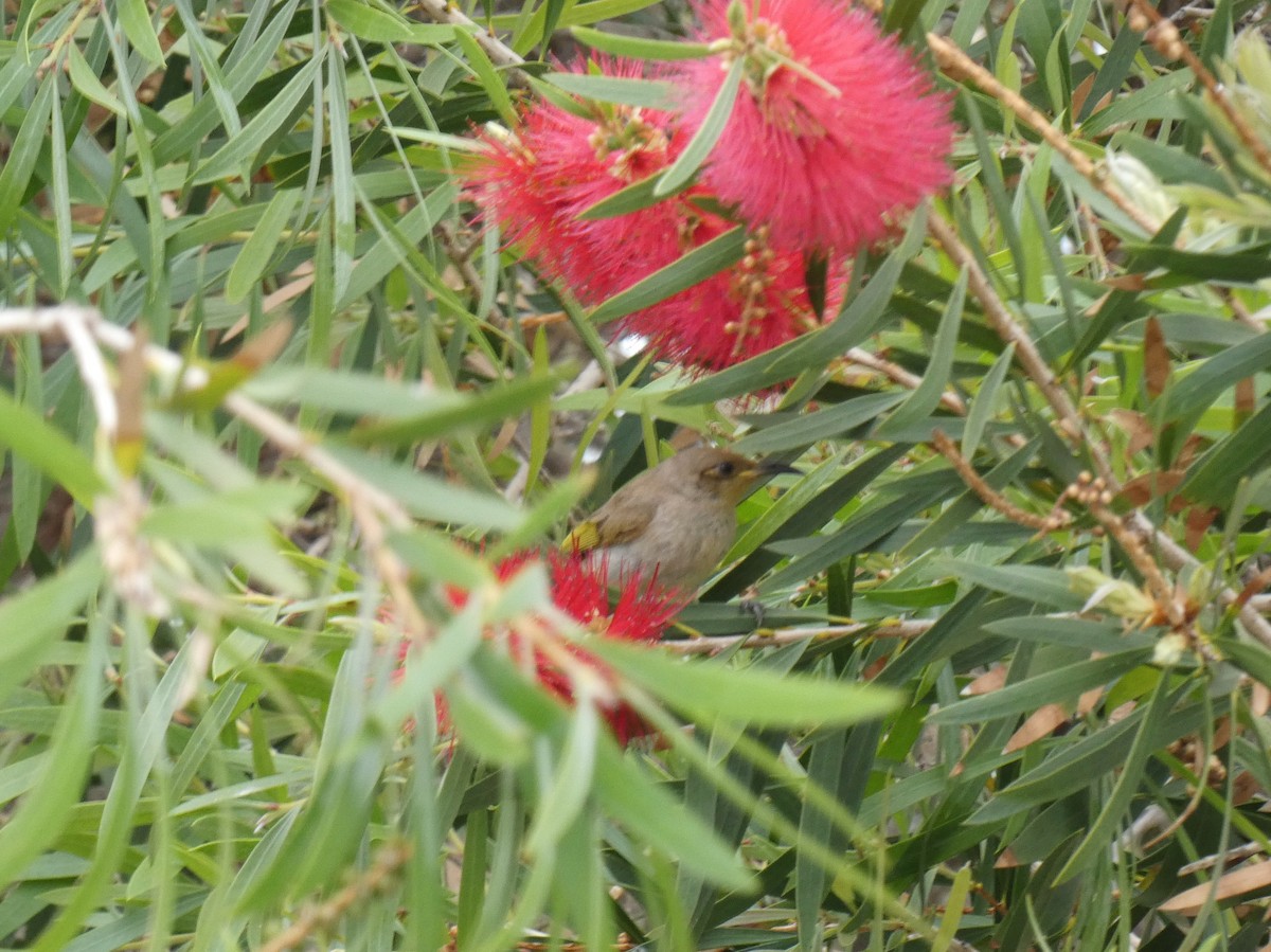 Brown Honeyeater - ML615647967