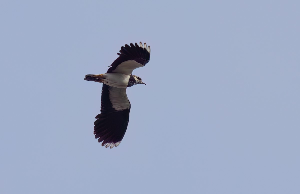 Northern Lapwing - Cyryl Boryczko