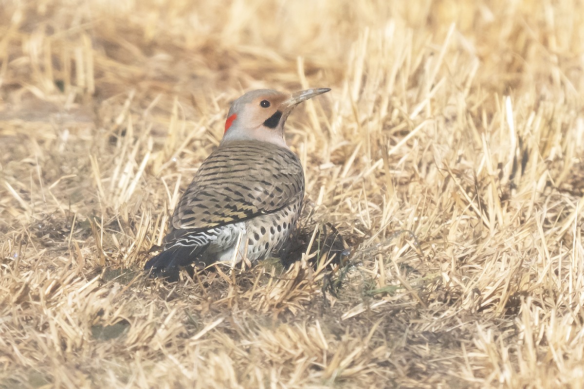 Northern Flicker (Yellow-shafted) - ML615648015