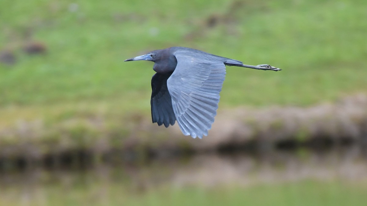 Little Blue Heron - ML615648024