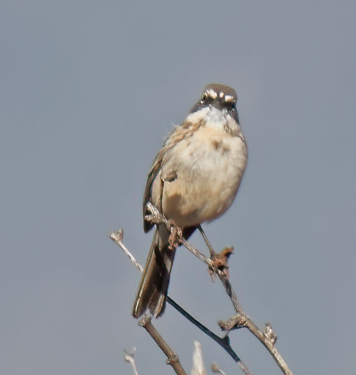 Sagebrush Sparrow - ML615648076