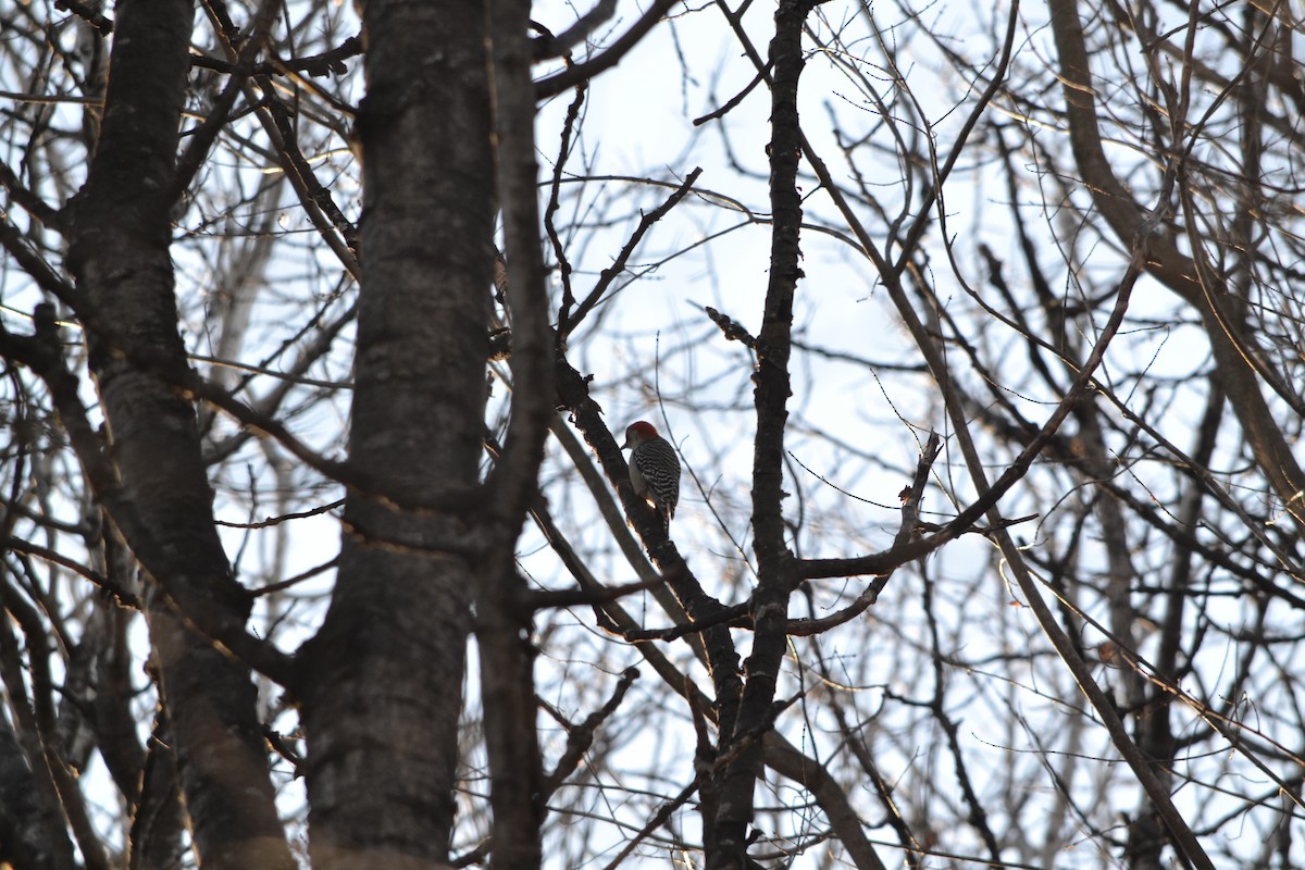 Red-bellied Woodpecker - ML615648108