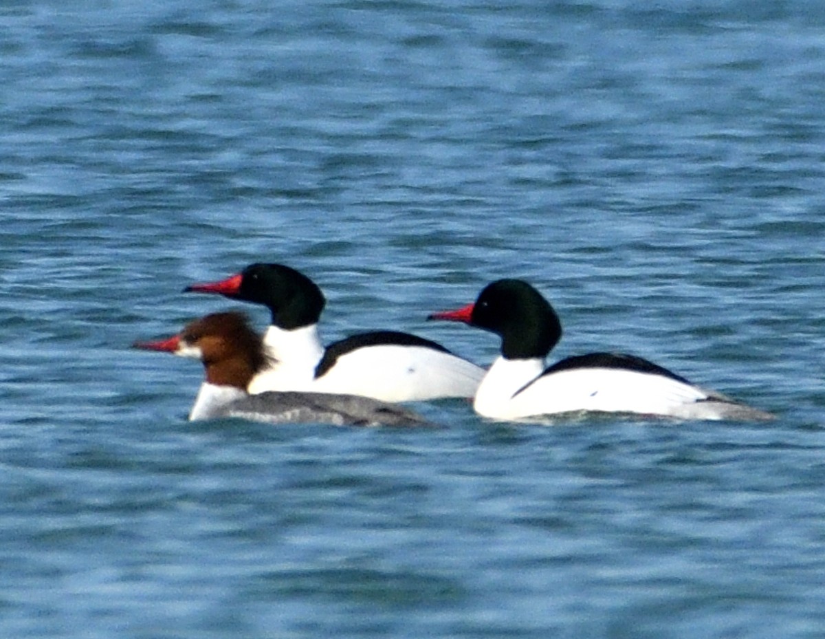 Common Merganser - ML615648140