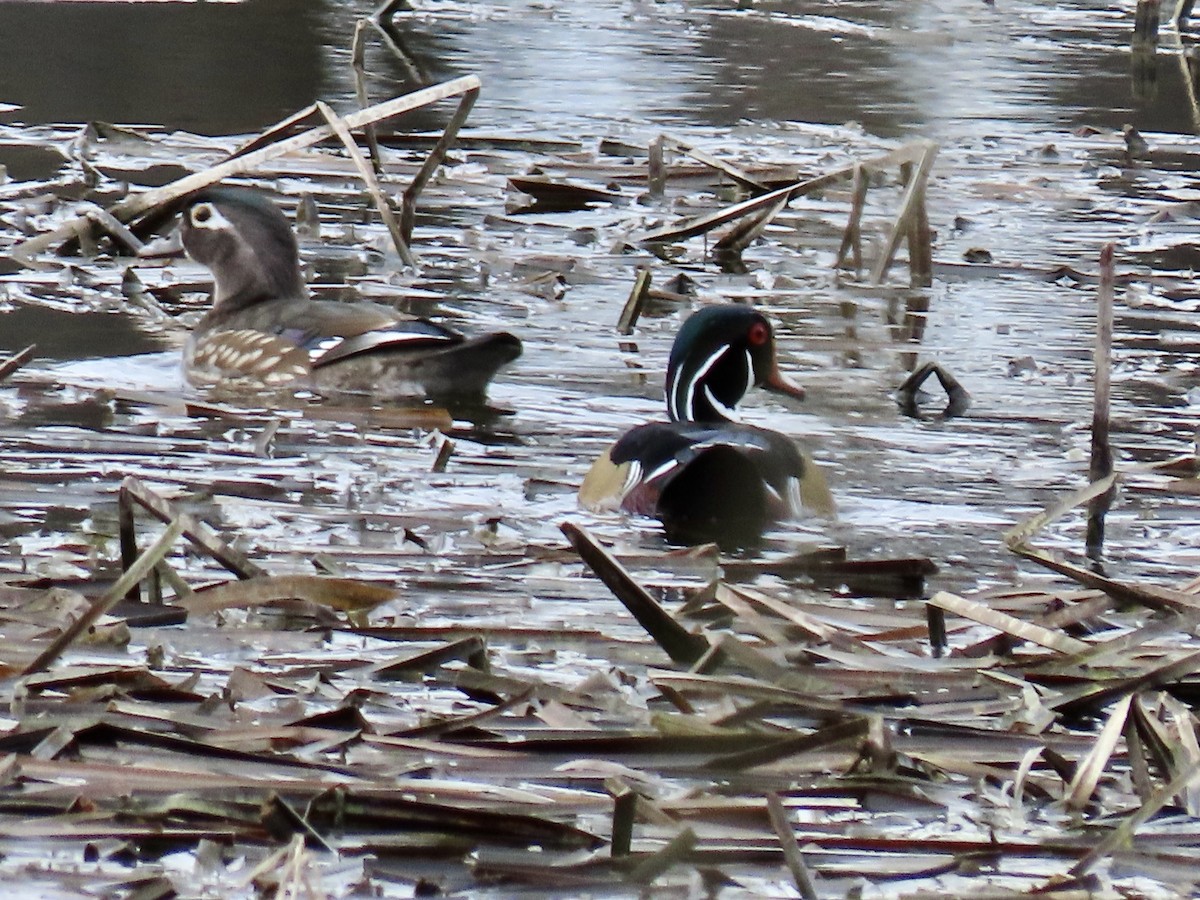 Wood Duck - ML615648150