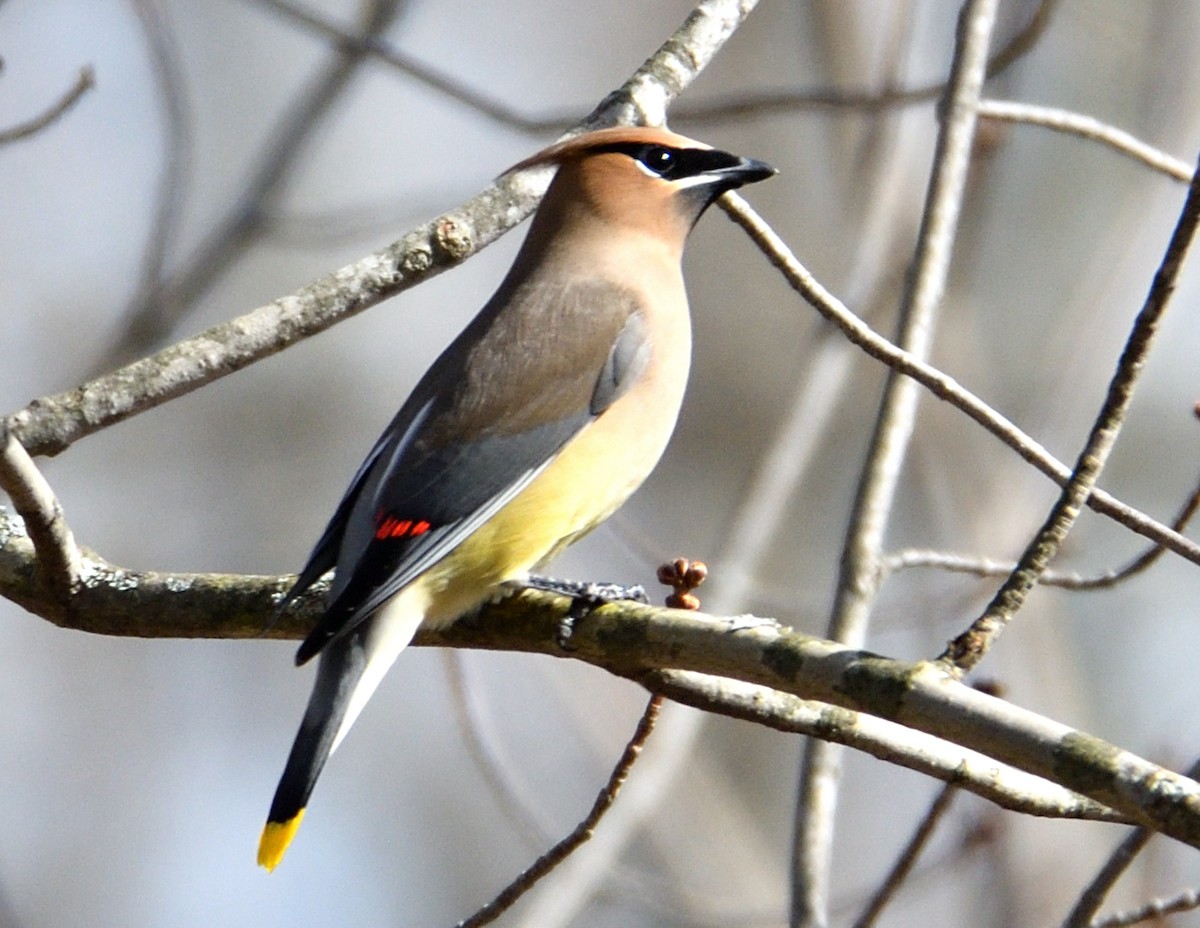 Cedar Waxwing - ML615648154