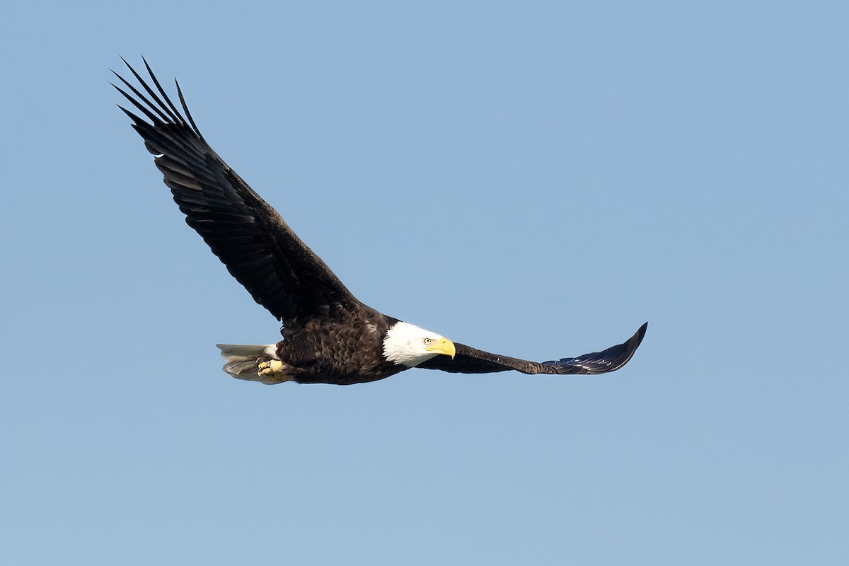 Bald Eagle - ML615648163