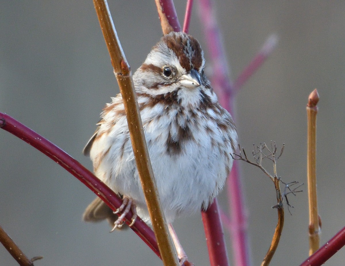 Song Sparrow - ML615648172