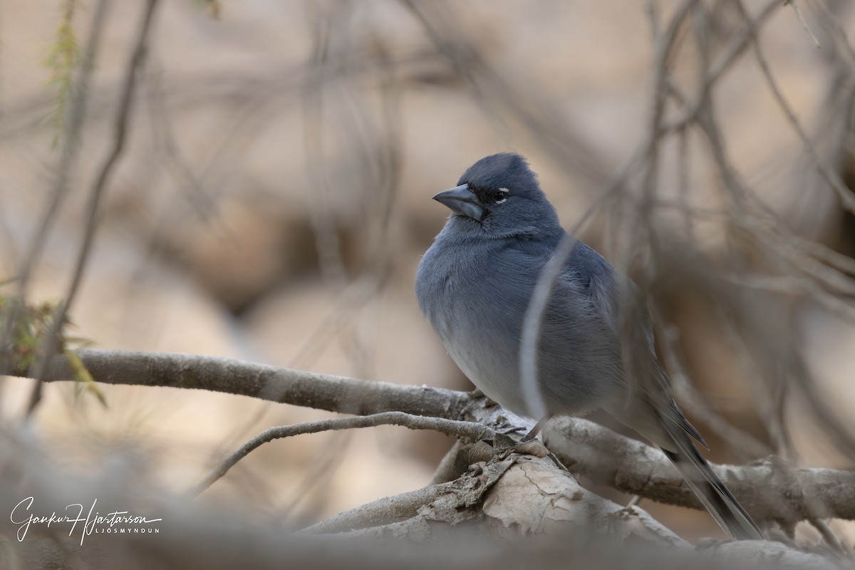 Tenerife Blue Chaffinch - ML615648176