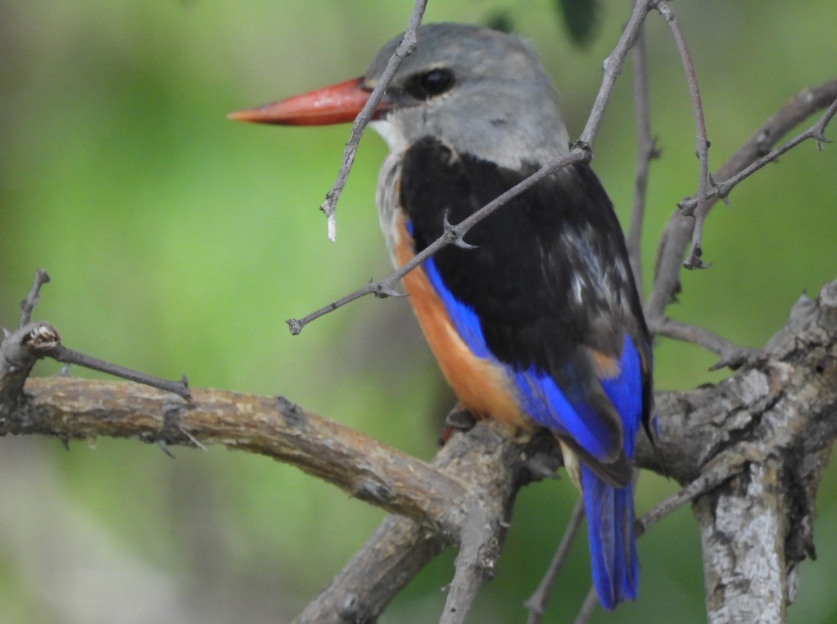 Gray-headed Kingfisher - ML615648192