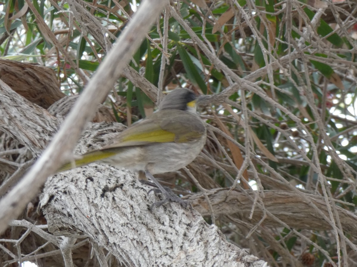 Singing Honeyeater - ML615648213