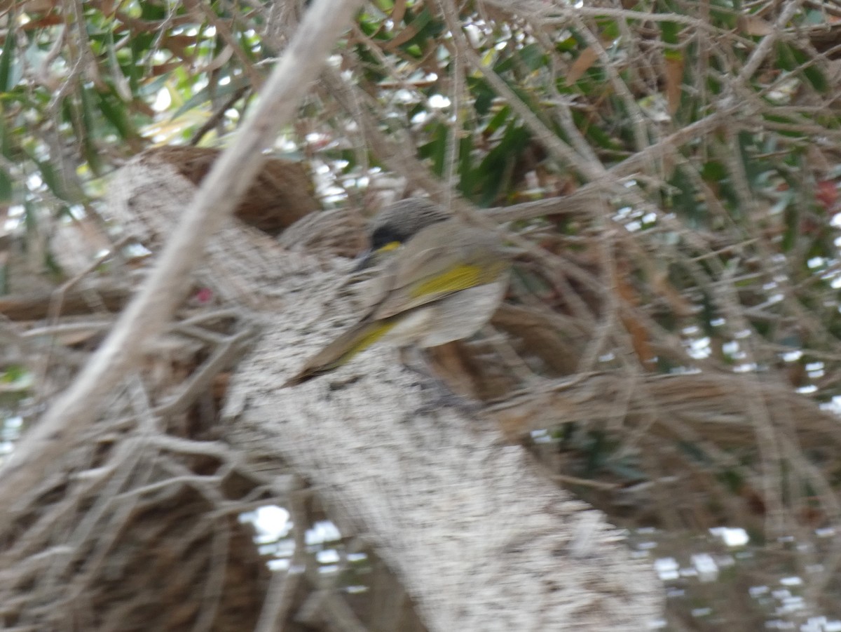Singing Honeyeater - ML615648214