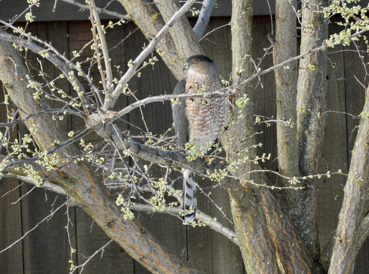 Cooper's Hawk - ML615648216