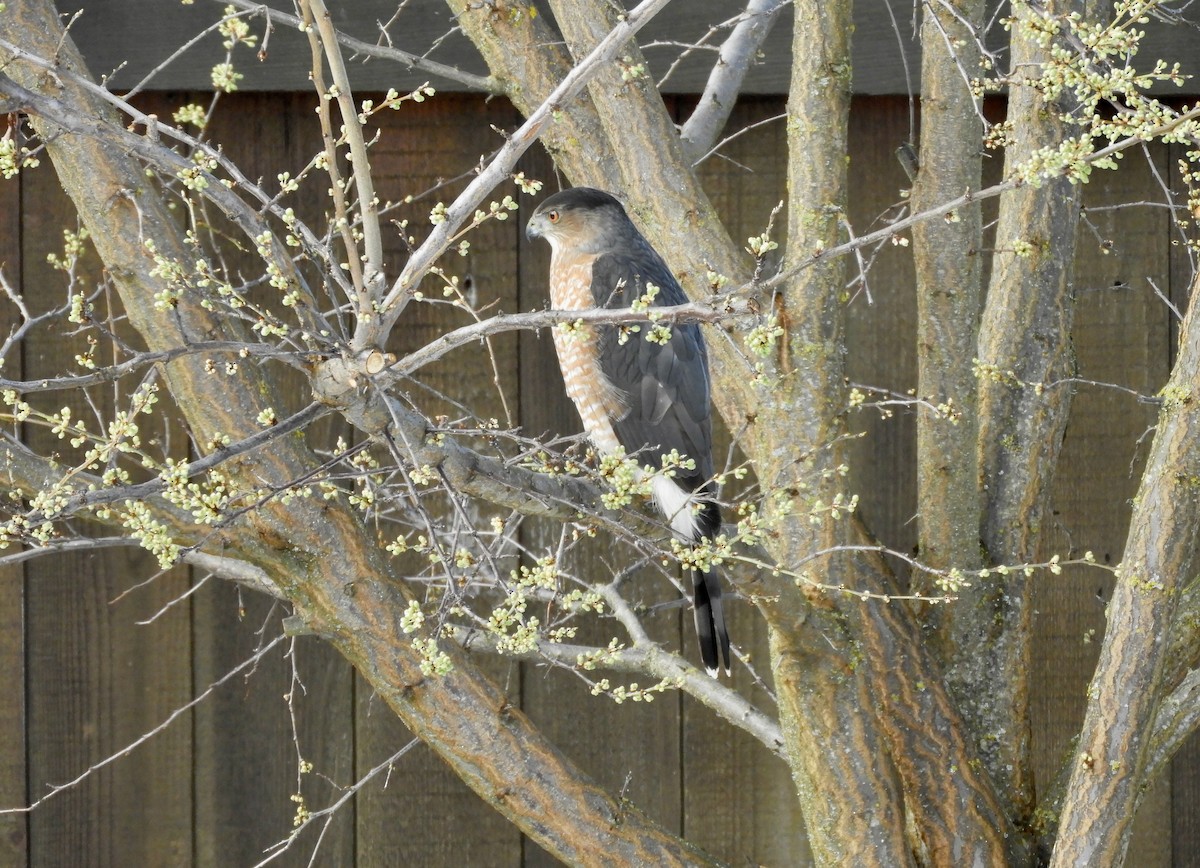 Cooper's Hawk - ML615648223