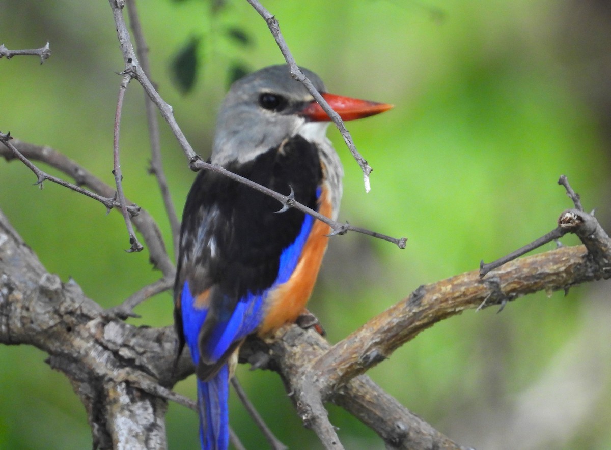 Gray-headed Kingfisher - ML615648237