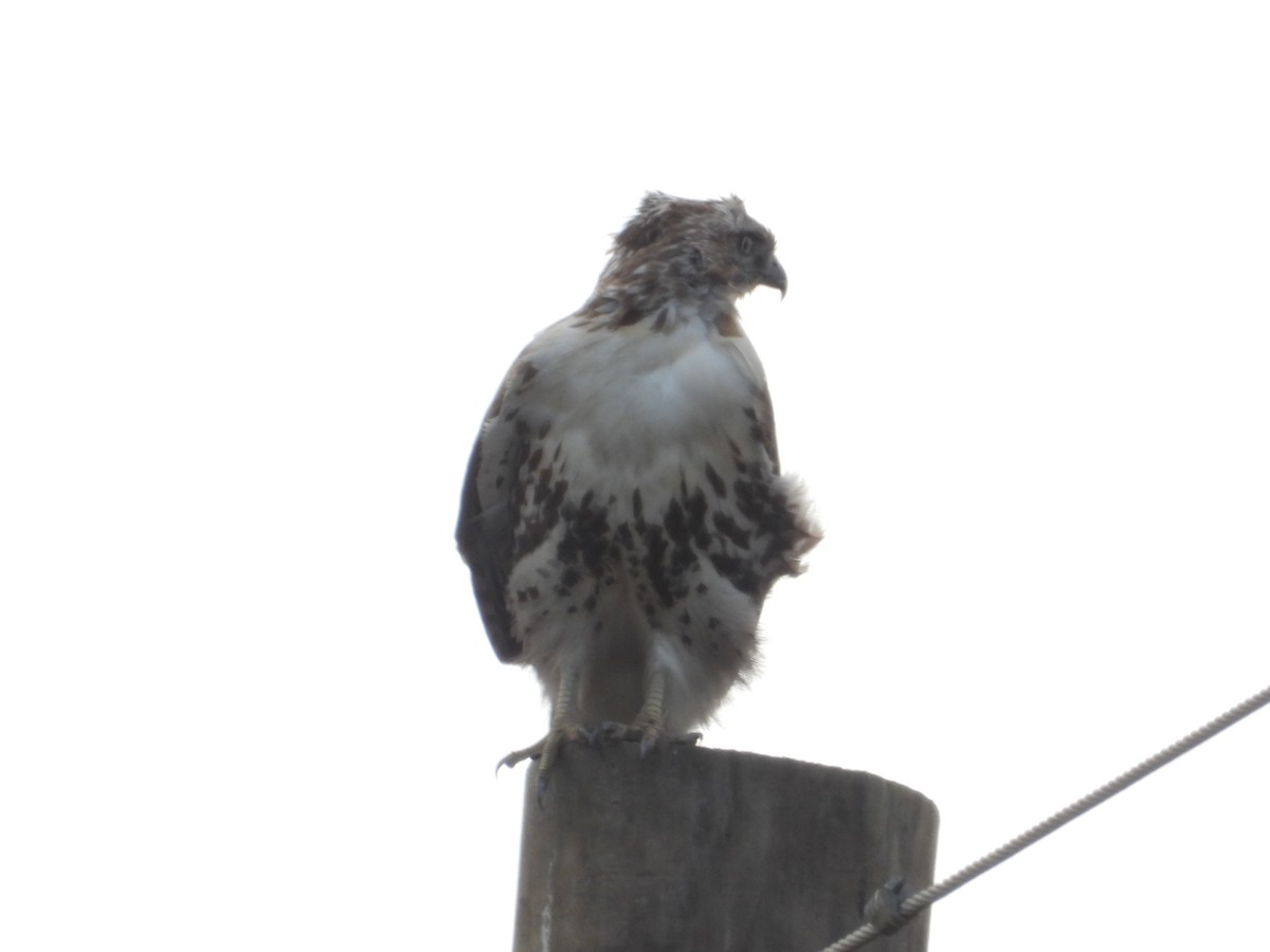 Red-tailed Hawk - ML615648239