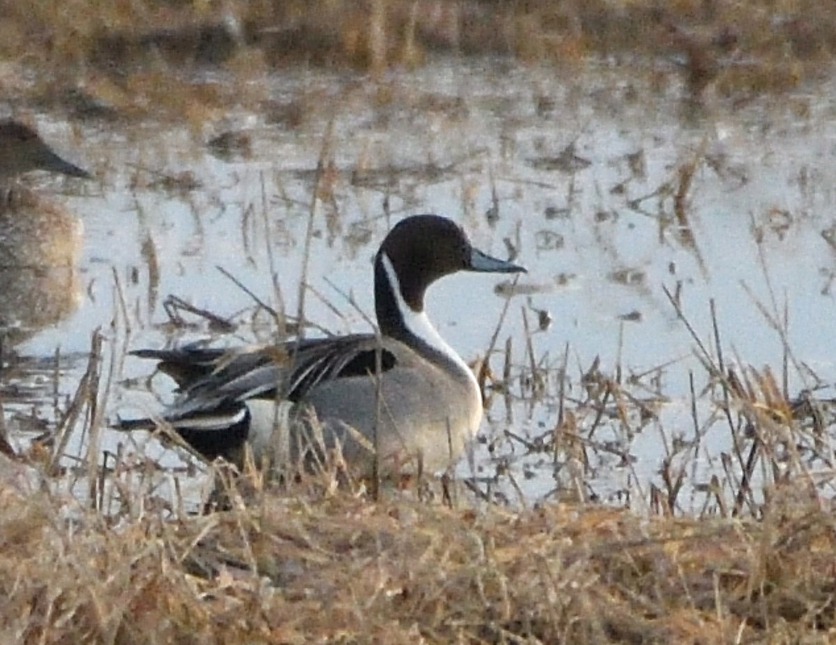 Northern Pintail - Christine Hough