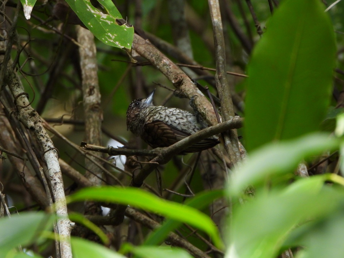 Scaled Piculet - ML615648295
