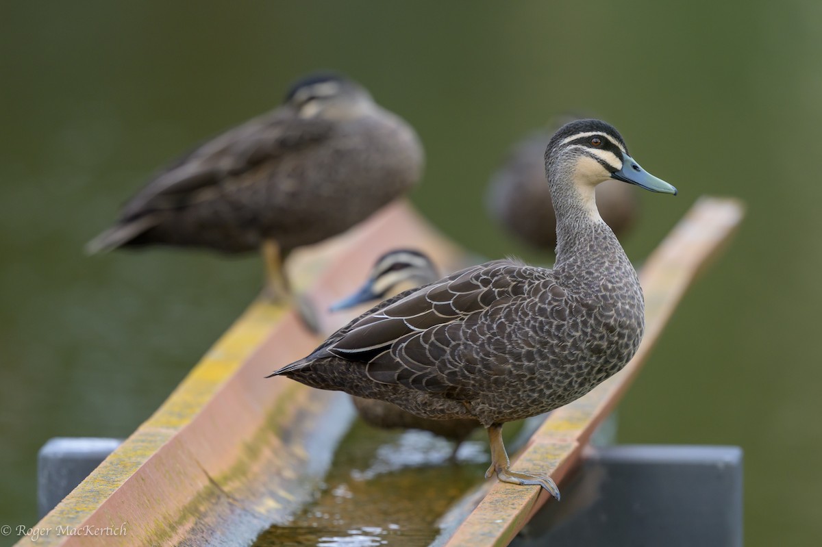 Pacific Black Duck - ML615648302