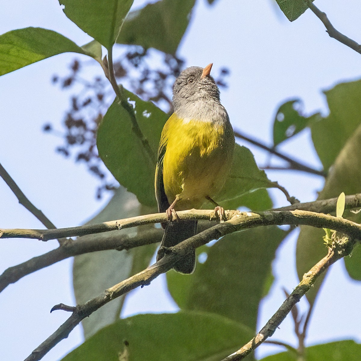 Gray-hooded Bush Tanager - Dan Vickers