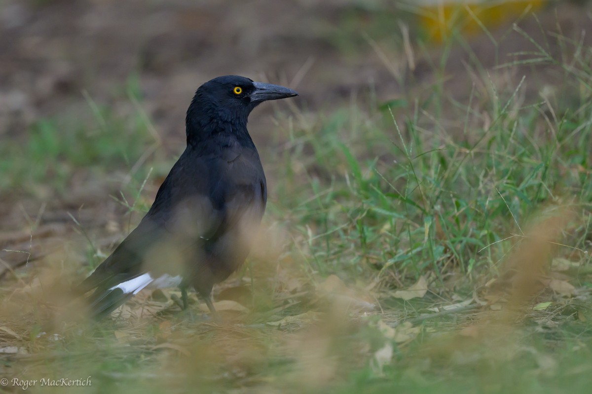 Pied Currawong - ML615648355