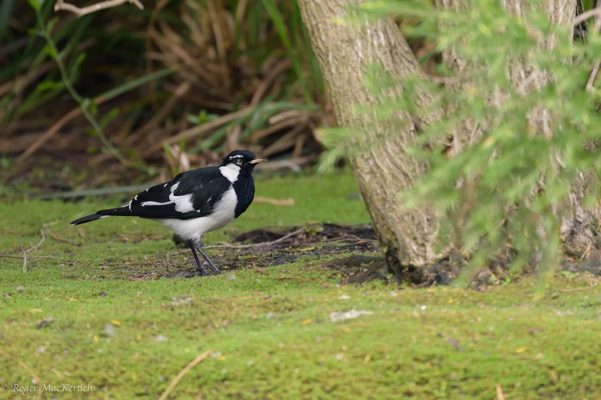 Magpie-lark - ML615648362