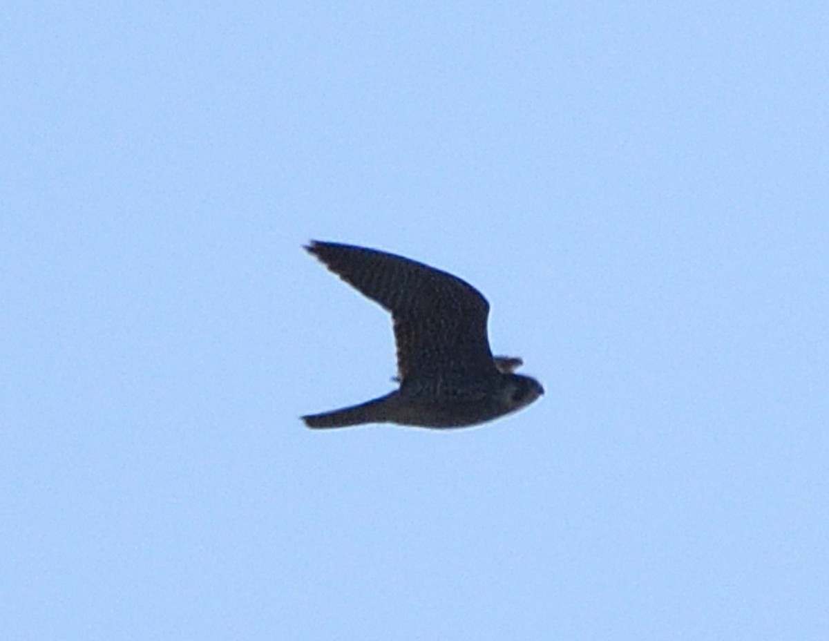 Peregrine Falcon - ML615648383