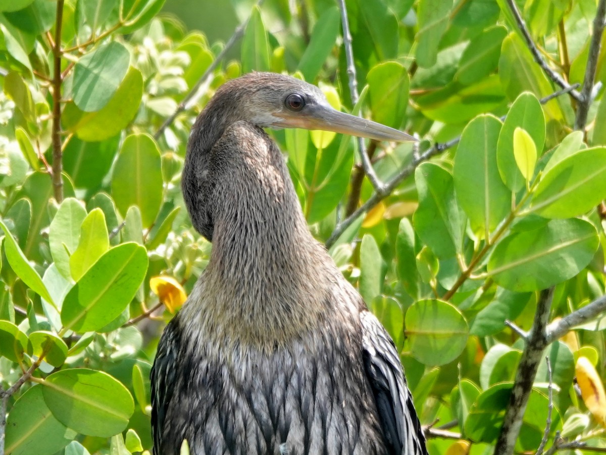 Anhinga - ML615648416