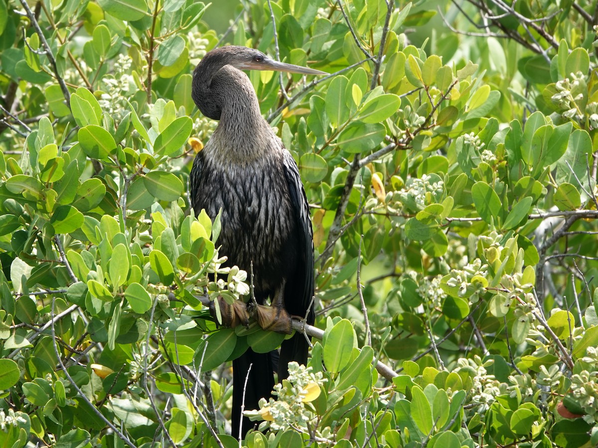 Anhinga - ML615648419