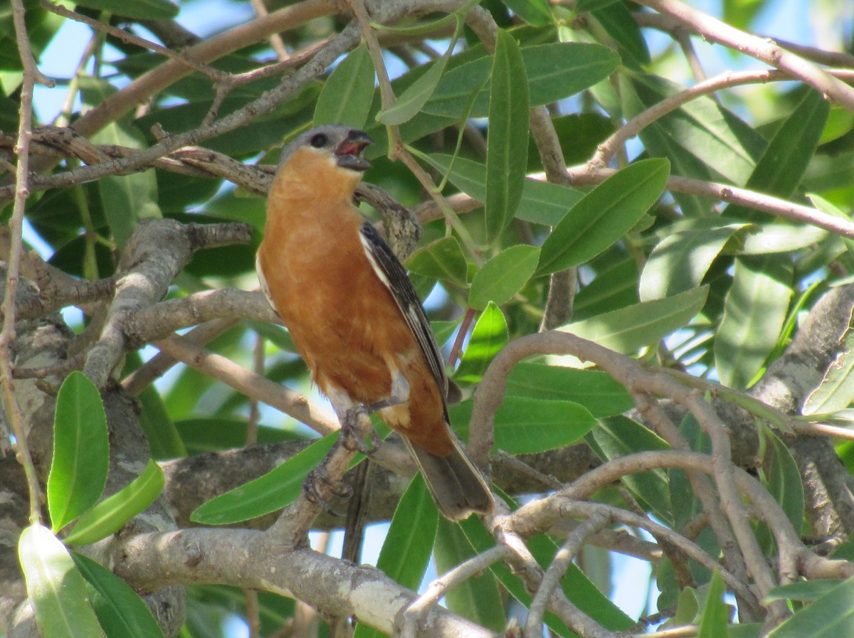 Tawny-bellied Seedeater - ML615648436