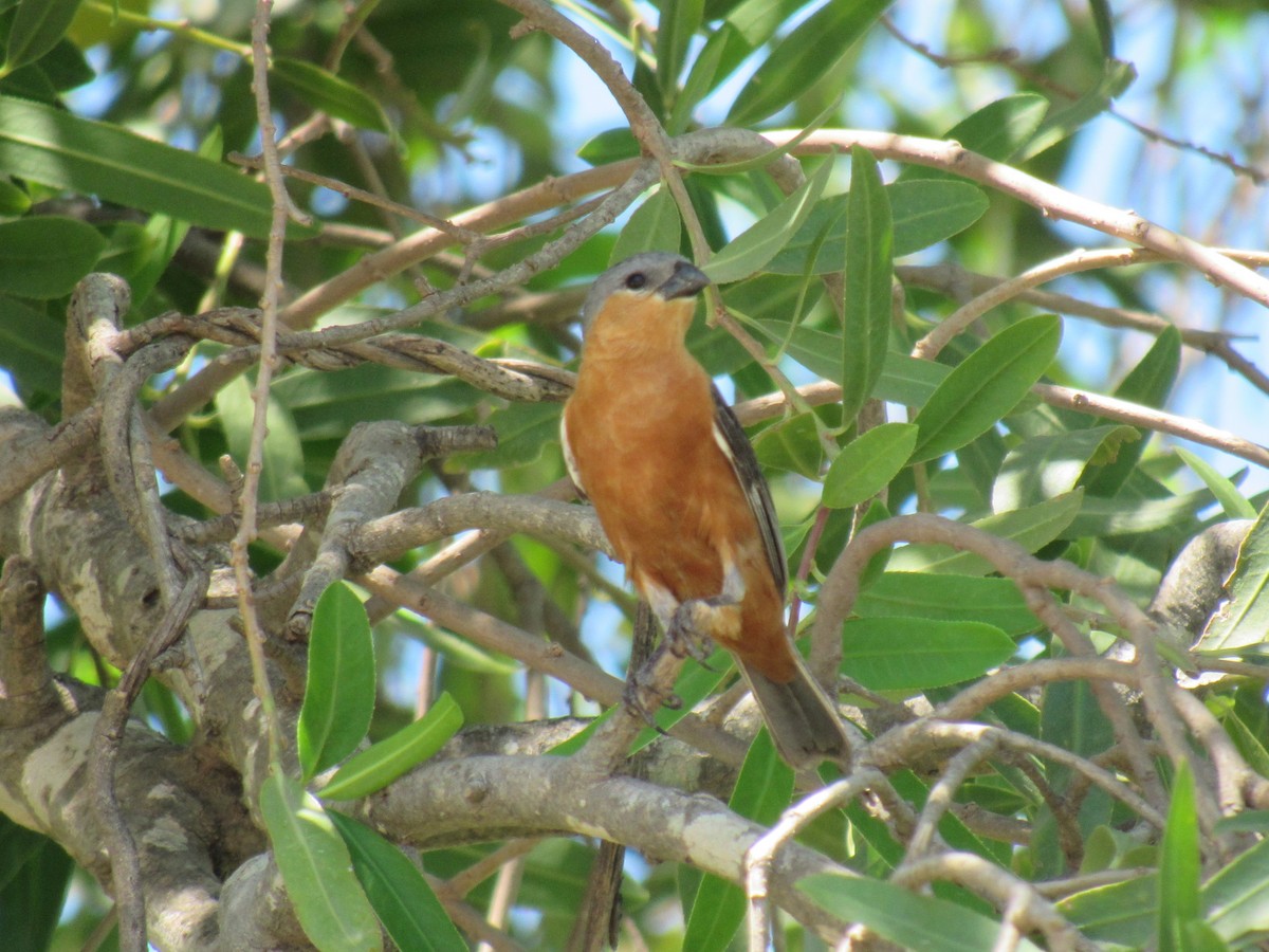 Tawny-bellied Seedeater - ML615648437