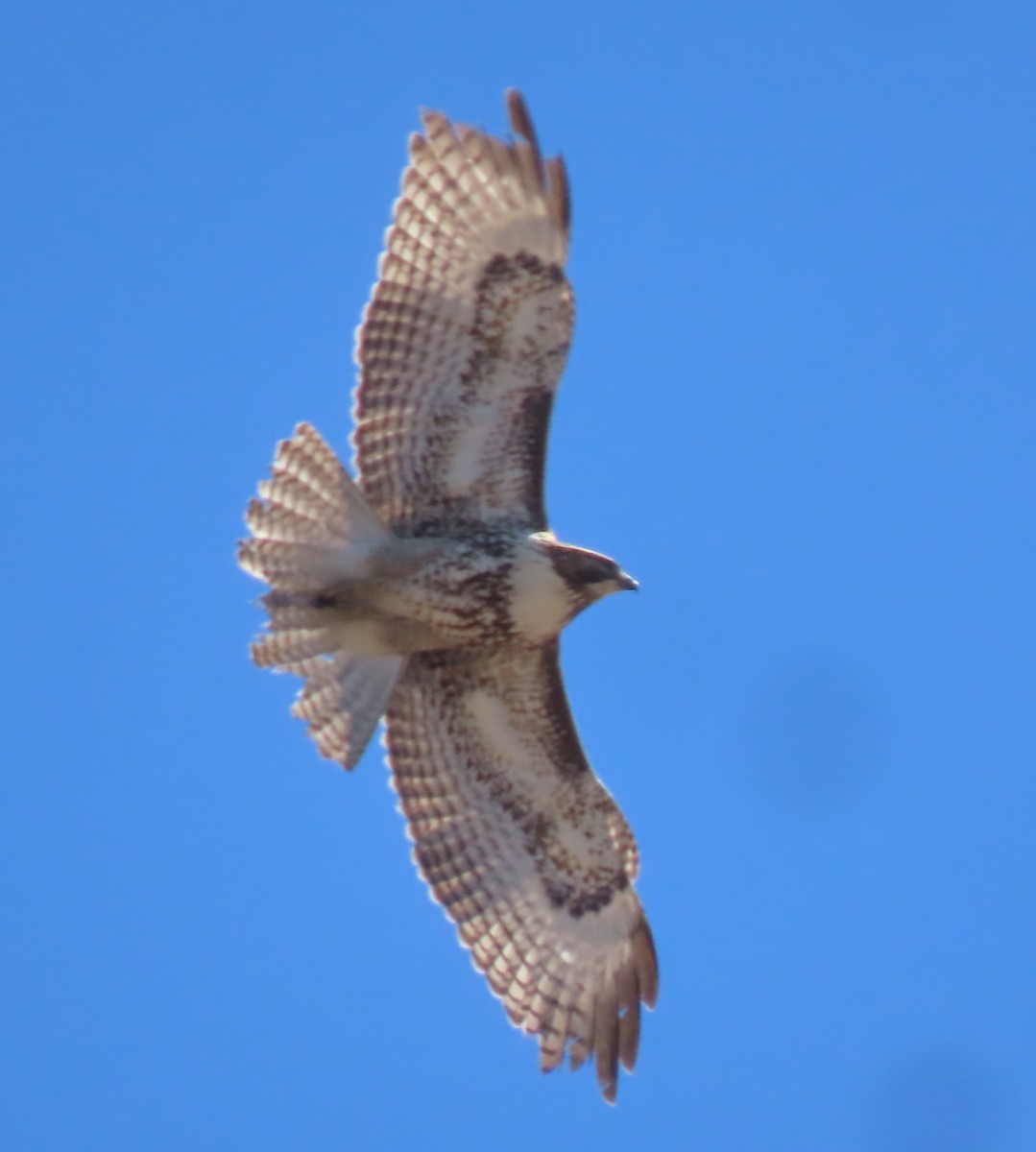 Red-tailed Hawk - ML615648438