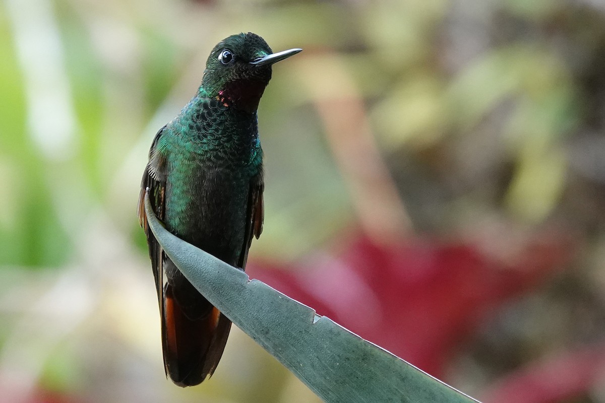 Brazilian Ruby - Darlene Betat