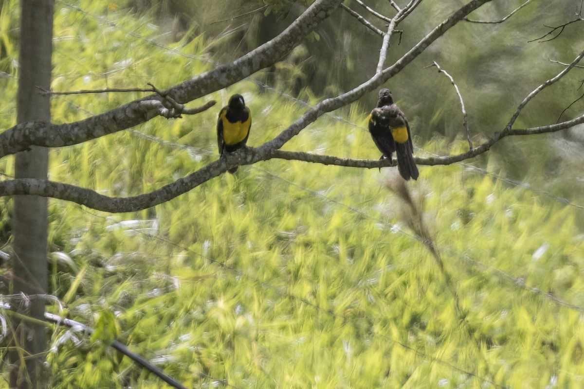 Yellow-rumped Marshbird - ML615648478