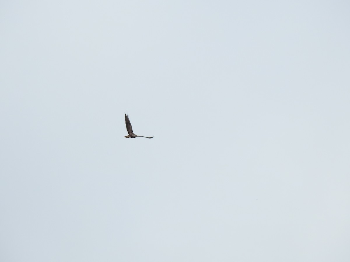 Common Buzzard - Nelson Conceição