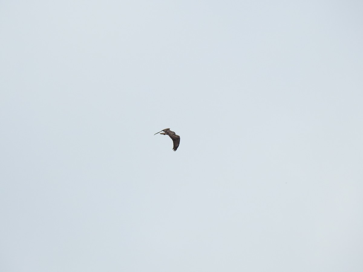 Common Buzzard - Nelson Conceição