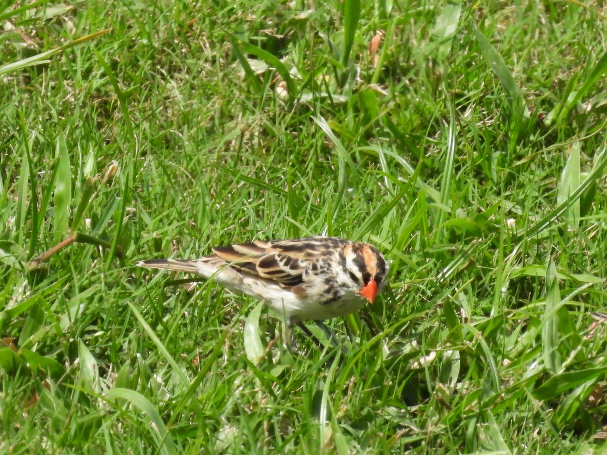 Pin-tailed Whydah - ML615648612