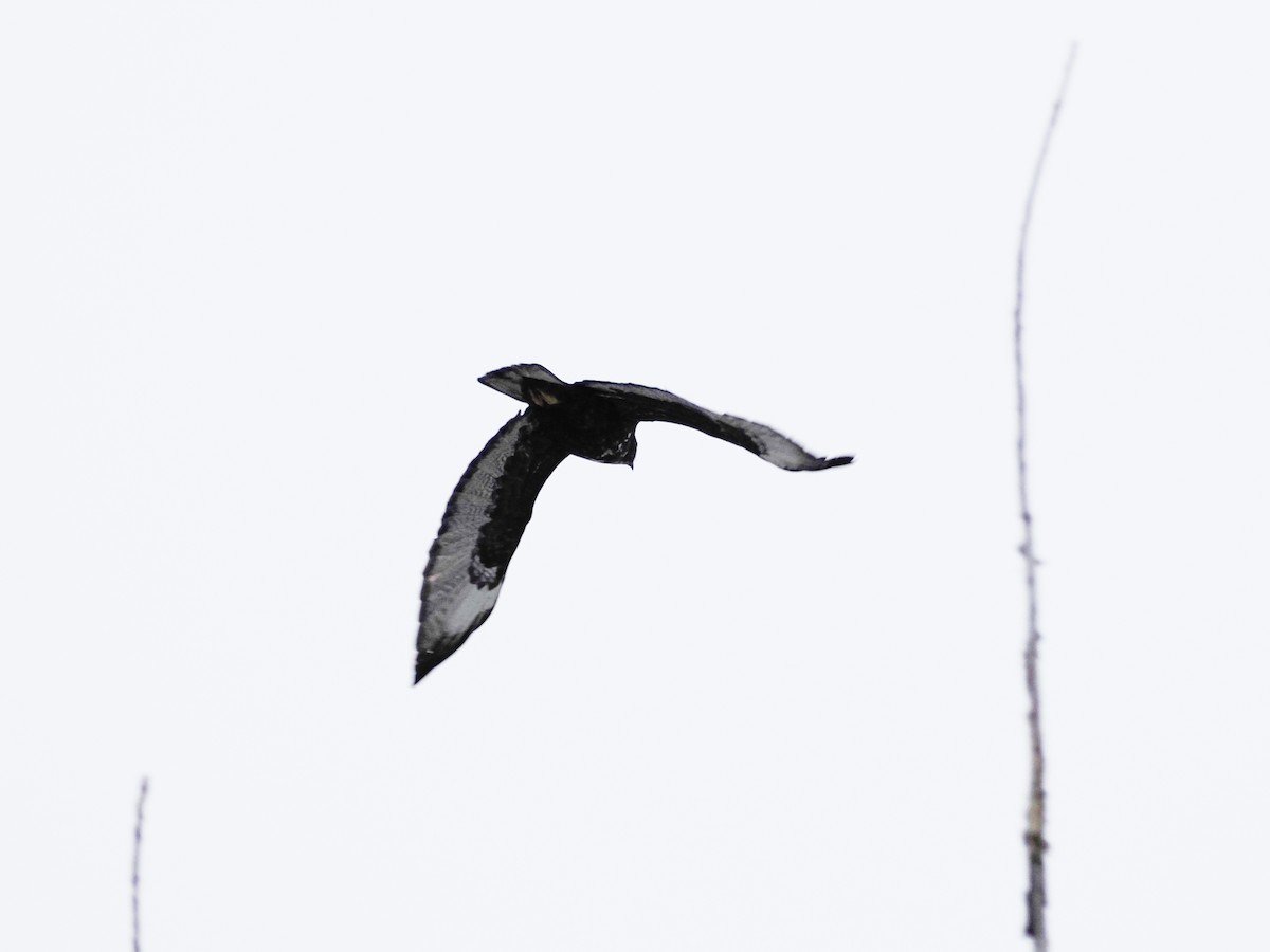 Red-tailed Hawk (Harlan's) - Mark Storey