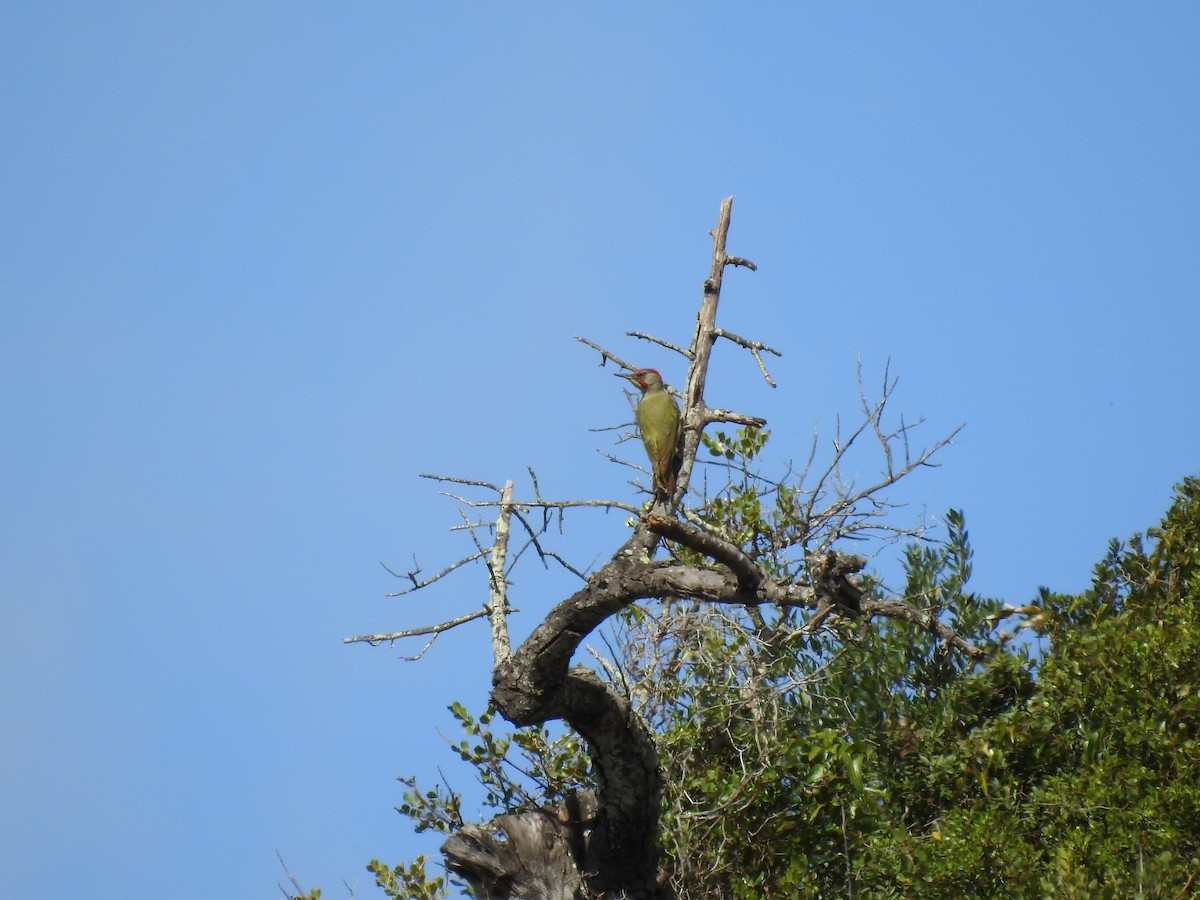 Iberian Green Woodpecker - ML615648636