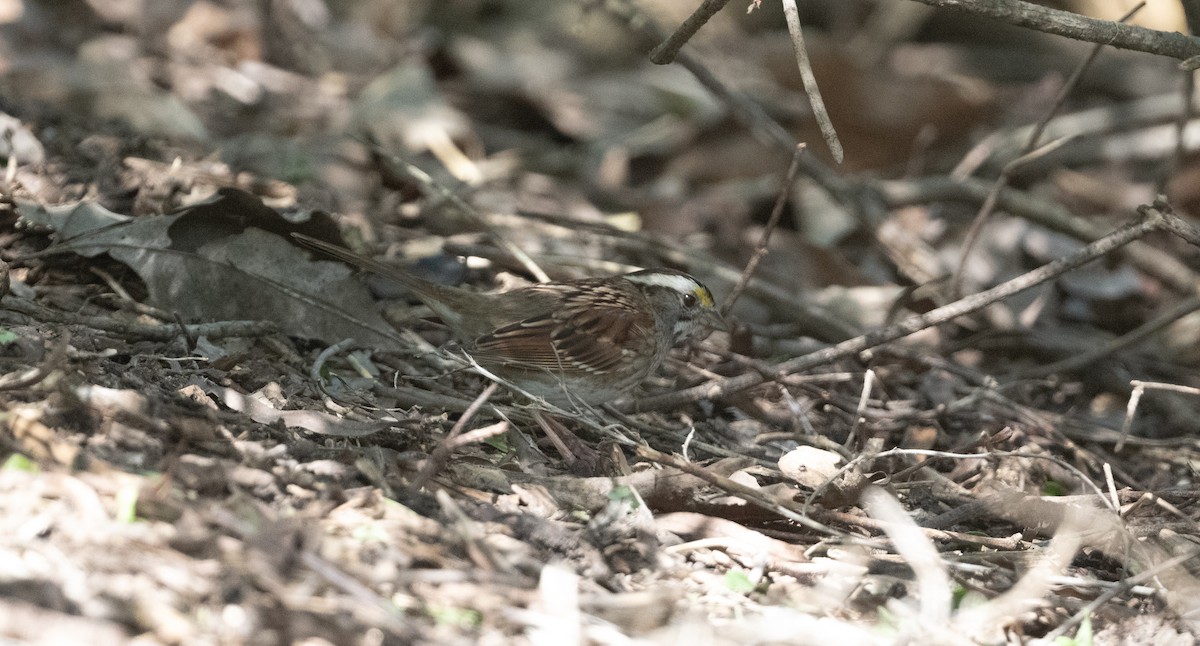 White-throated Sparrow - Cynthia  Case