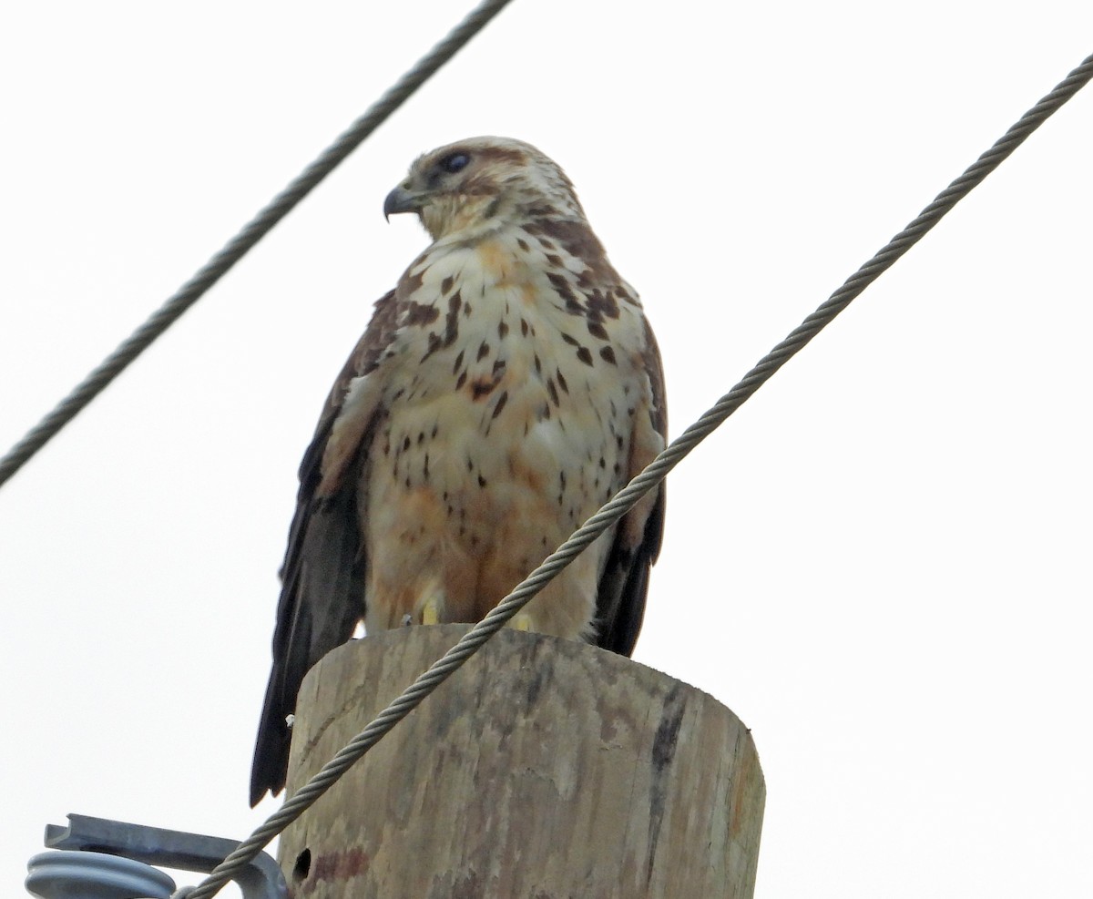 Swainson's Hawk - ML615648759