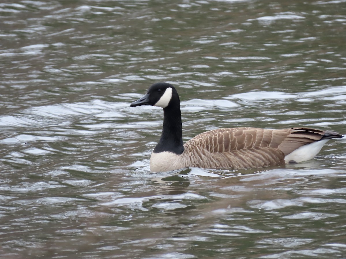 Canada Goose - ML615648788