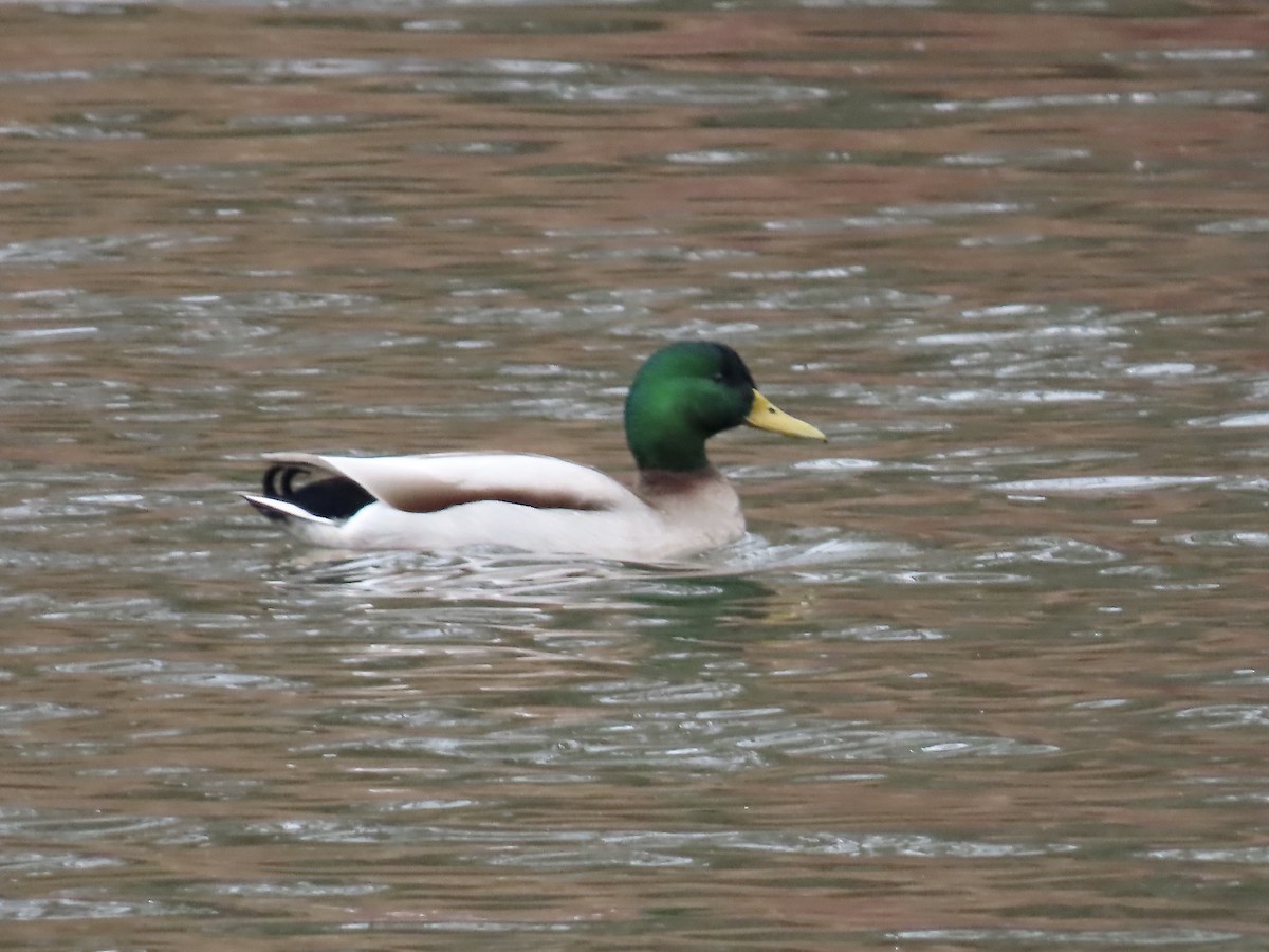 Canard colvert - ML615648795