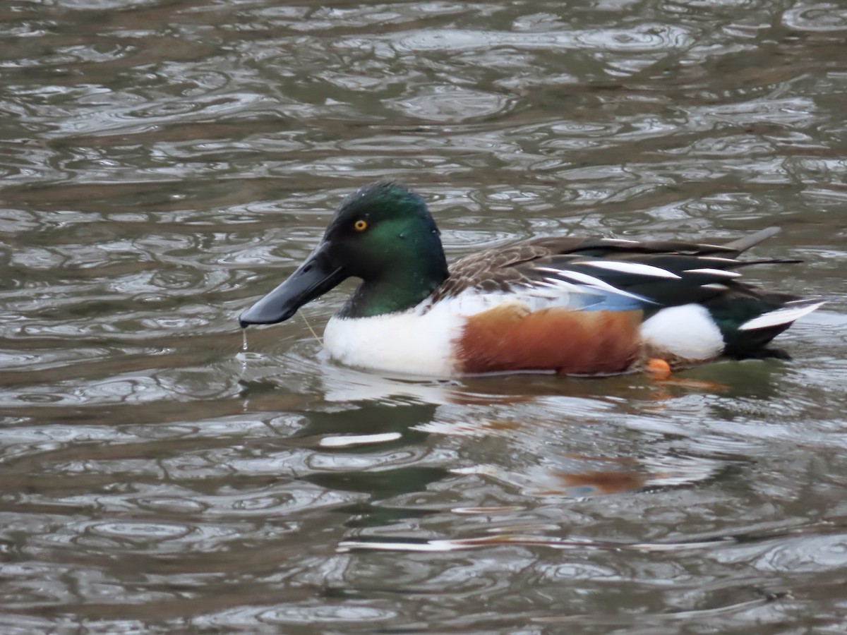 Northern Shoveler - ML615648804