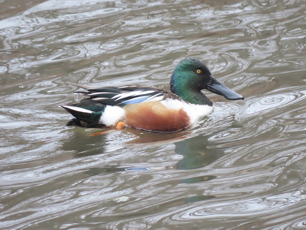 Northern Shoveler - ML615648805