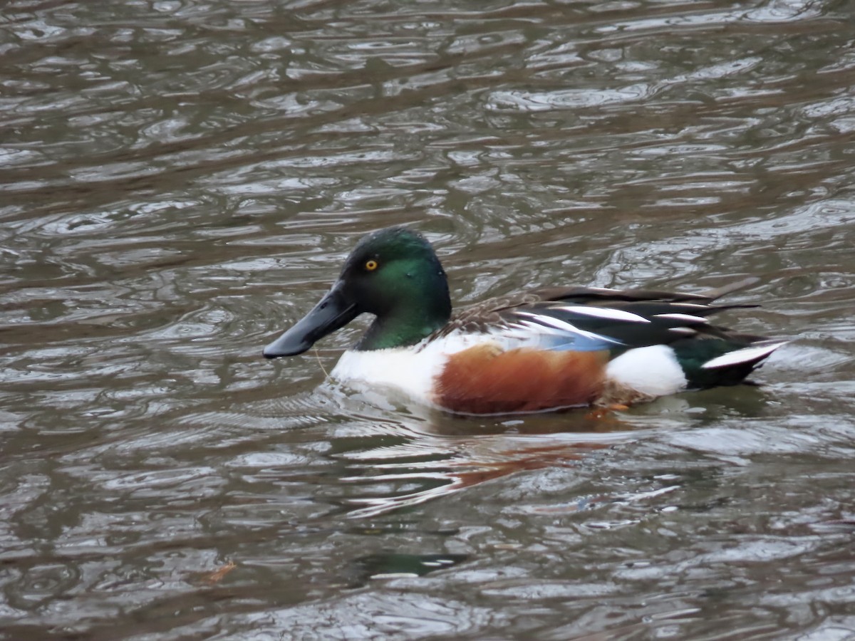 Northern Shoveler - ML615648807