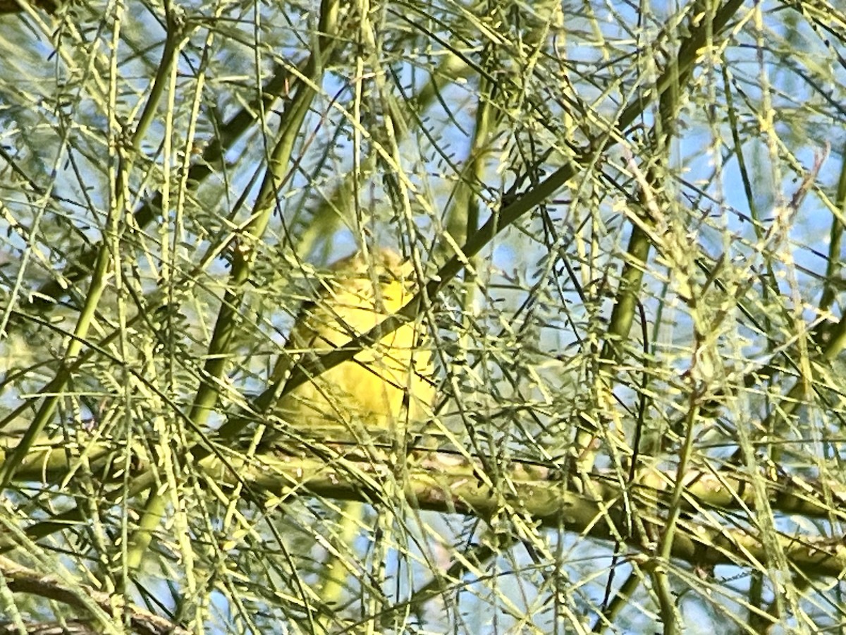 Yellow Warbler - ML615648832