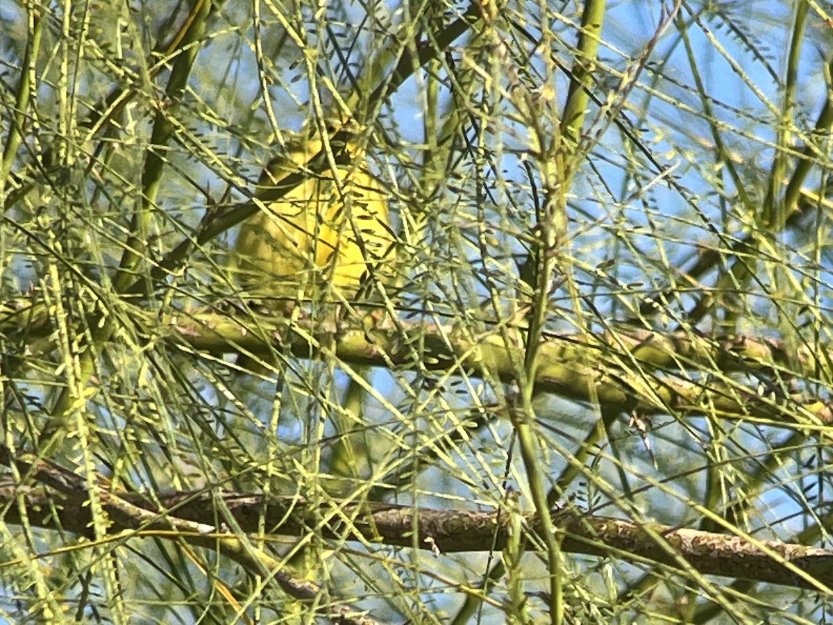 Yellow Warbler - Tim Rodenkirk