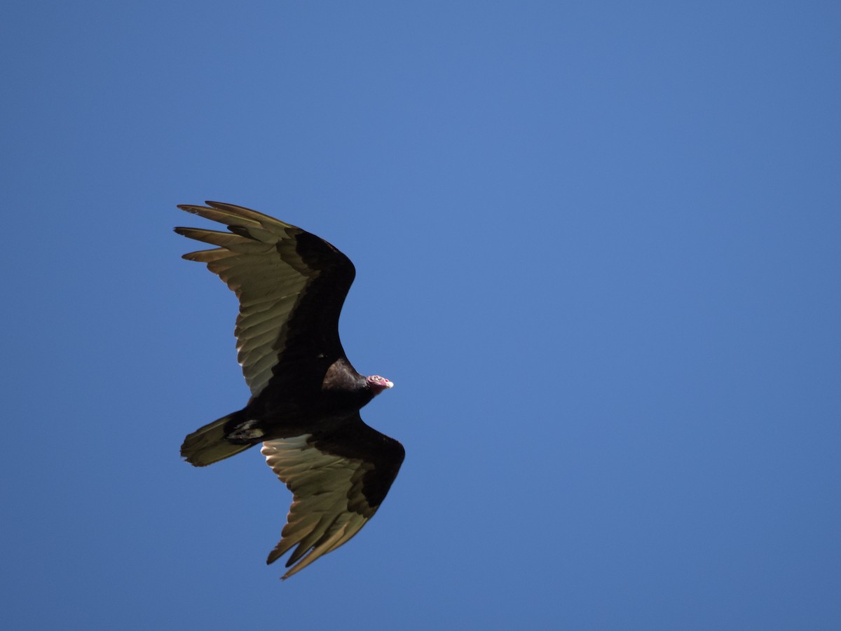 Turkey Vulture - ML615648851