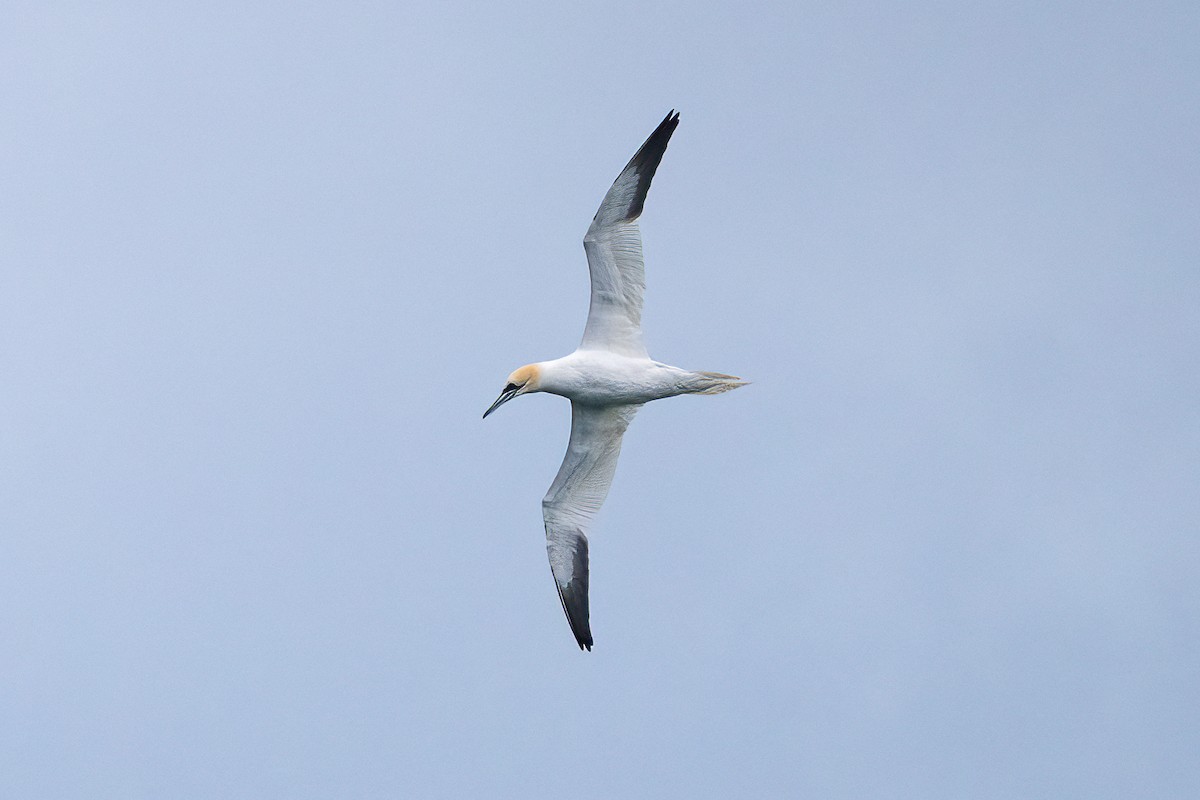 Northern Gannet - ML615648859